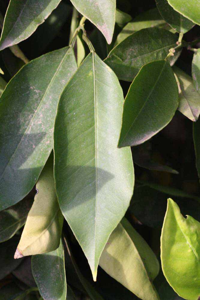            Unifoliolate leaf (Vainiglia, Riverside, CA)   